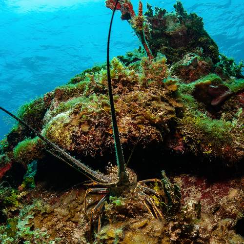 Photo #10626062