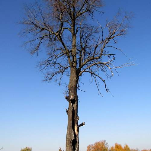 Photo #10626439