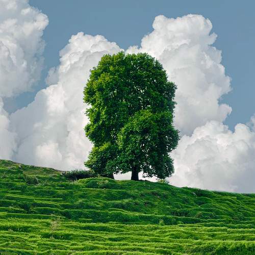 Loneliness