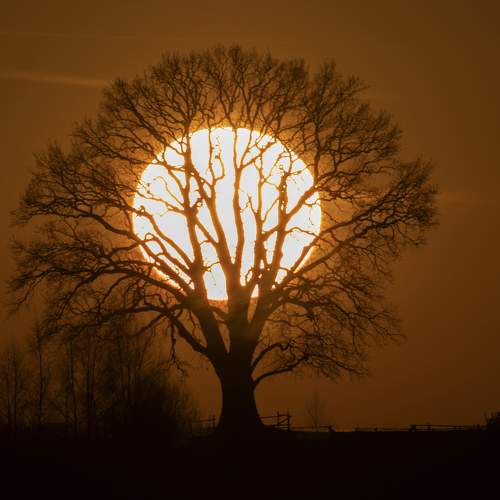 Photo #10628206