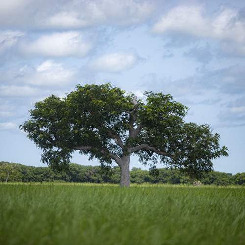 Photo #10628950