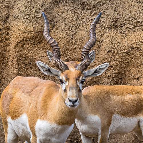 DOUBLE ANTELOPE