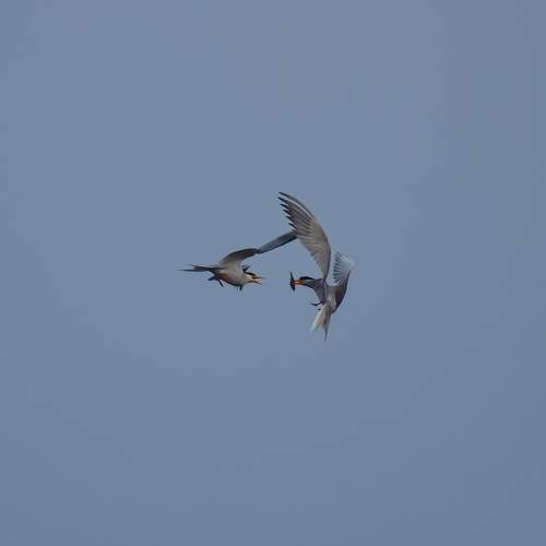 Photo #10630134