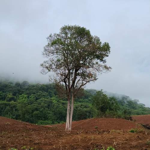 Photo #10630989