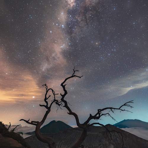 When The Lonely Tree Jealous of The Stars