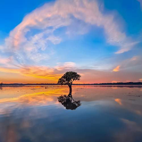 Son Beel's secret guardians: The fascinating Hizol trees that thrive in both wet and dry seasons.