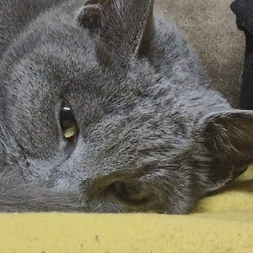 Photo #10633459