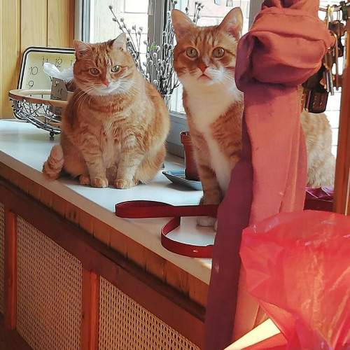 Photo #10633864