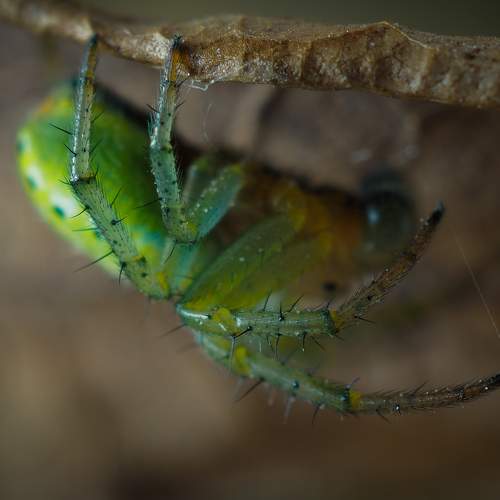 Photo #10633990