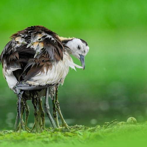 Affection with Offspring