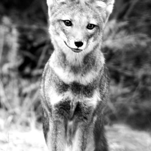 Little fox smiling
