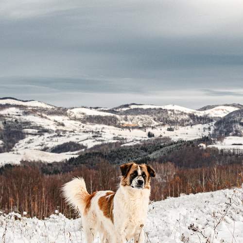 Photo #10635327