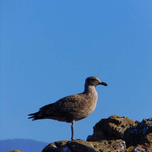Photo #10635714