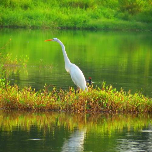 Photo #10636177