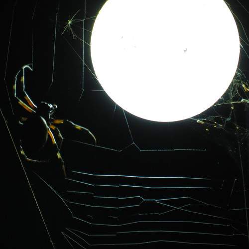 Photo #10636194