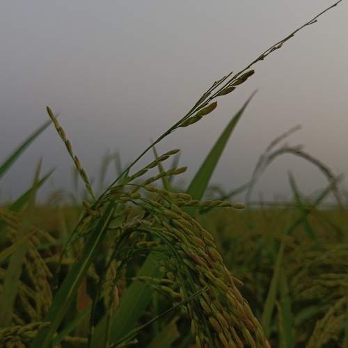 Grains of Rice