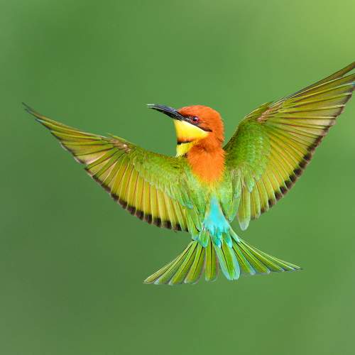 Flying fairy