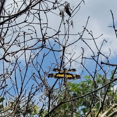 Wildlife dragonfly fazeel