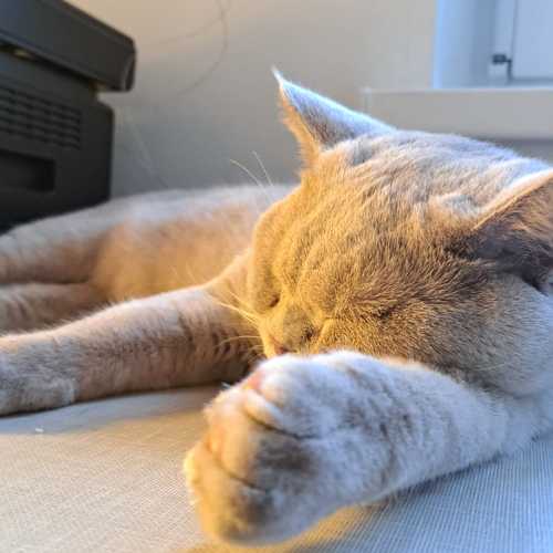 Photo #10637824