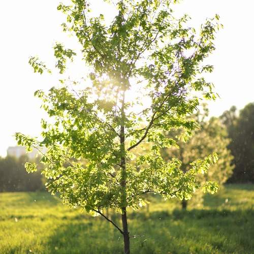 Photo #10638127