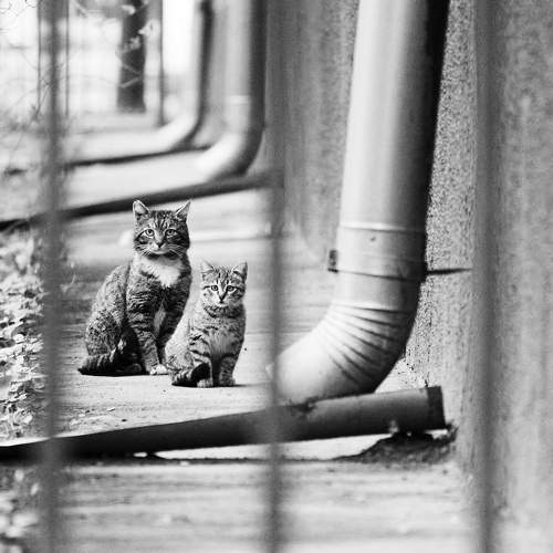 Photo #10639072