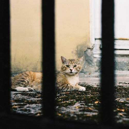 Photo #10639250