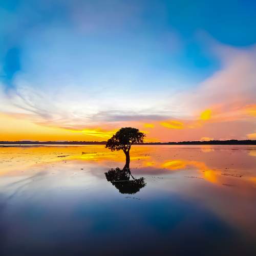 Hizol Tree (Barringtonia Acutangula) A rare mangrove found in Son Beel lake, Karimganj Assam, India