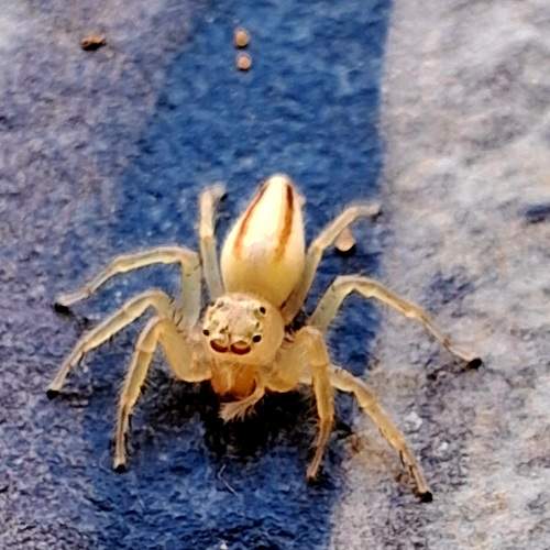 Fierce yellow spider !