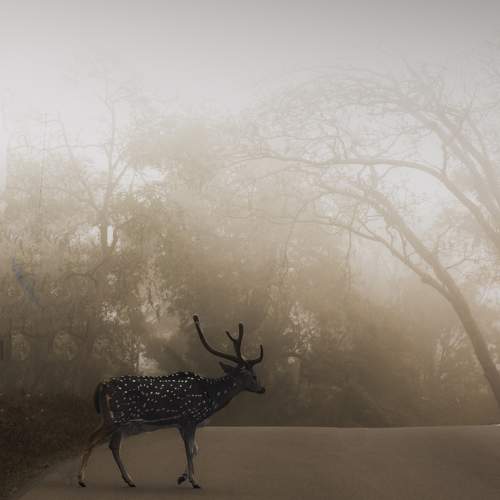Misty morning of mudumalai