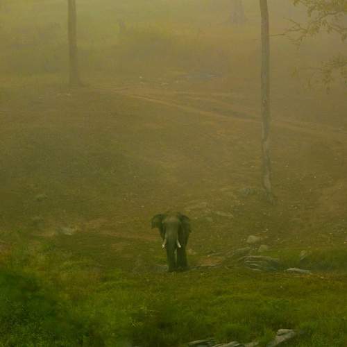 Gentle giant in misty morning