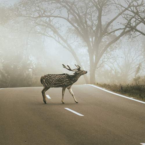 Urban wildlife