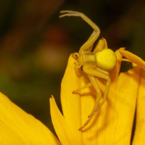 Photo #10640125