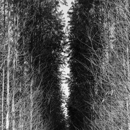 Eucalyptus plantation