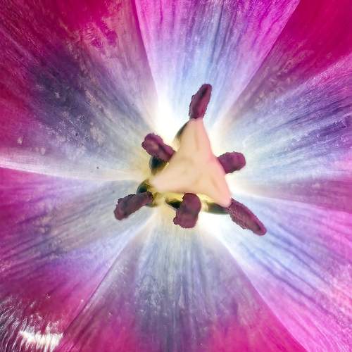 Photo #10640770