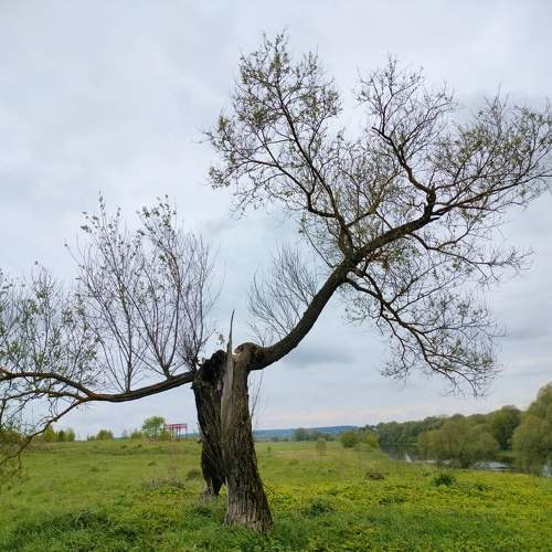 Photo #10641508