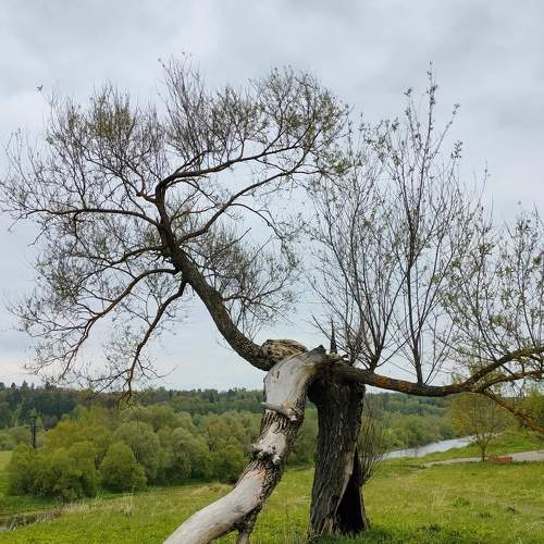 Photo #10641509