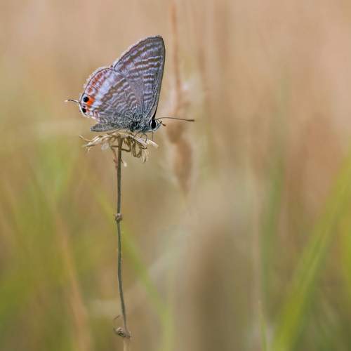 Фотография #10642519