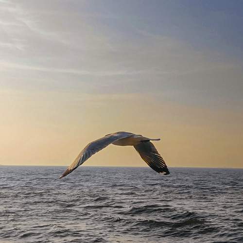 Photo #10642997