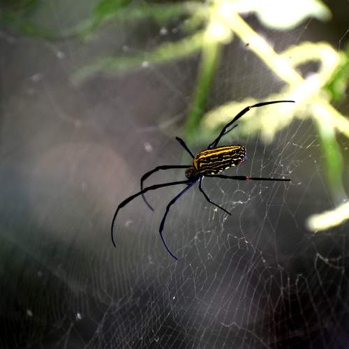 Nephila pilipes