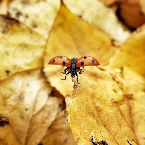 Photo #10643505