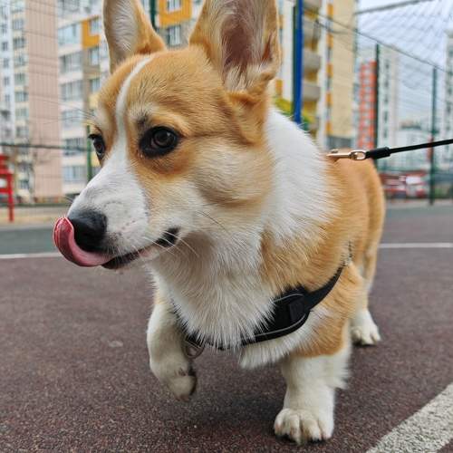 Photo #10644004