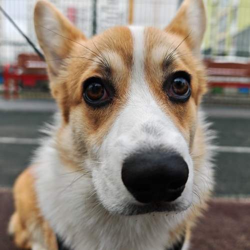 Photo #10644005