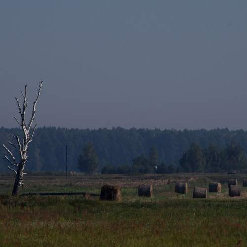 Одинокая береза