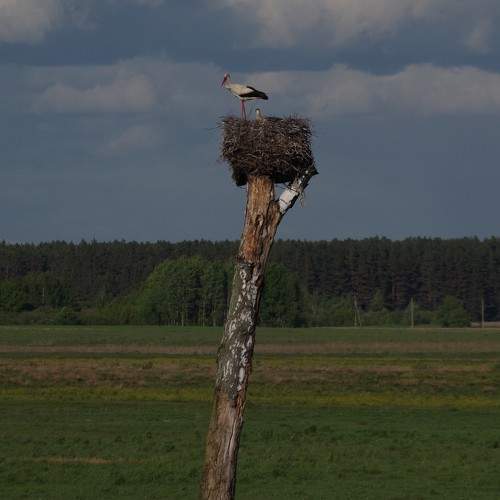Буслянка