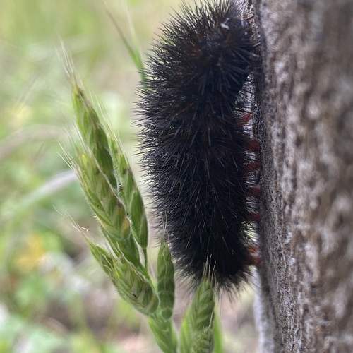 Photo #10644484