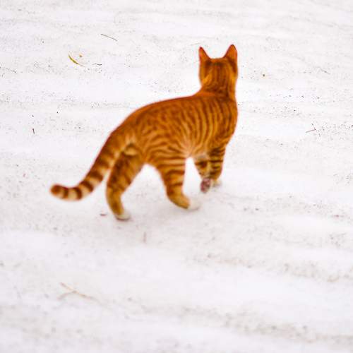 Photo #10644946