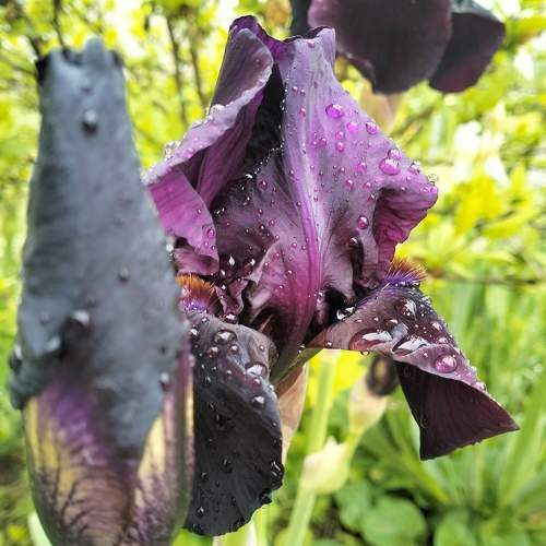Photo #10645083