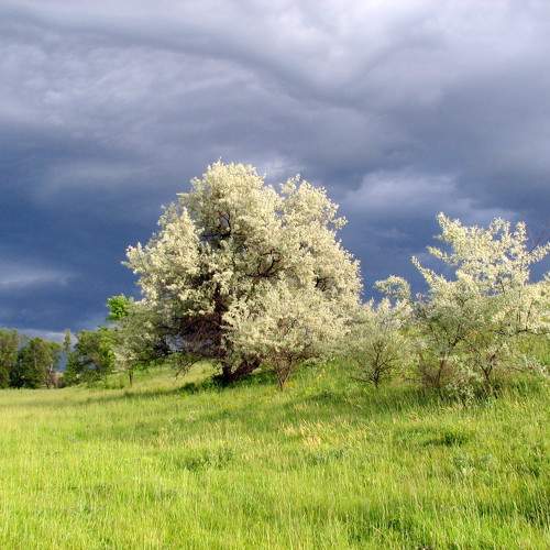 Photo #10645836