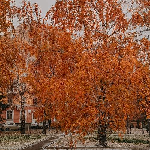 Photo #10646058