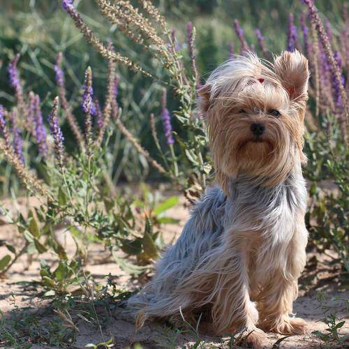 Photo #10646127